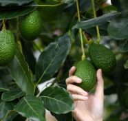 Global avocado industry